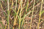 Longleaf sunflower